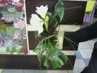 Экзотические цветы